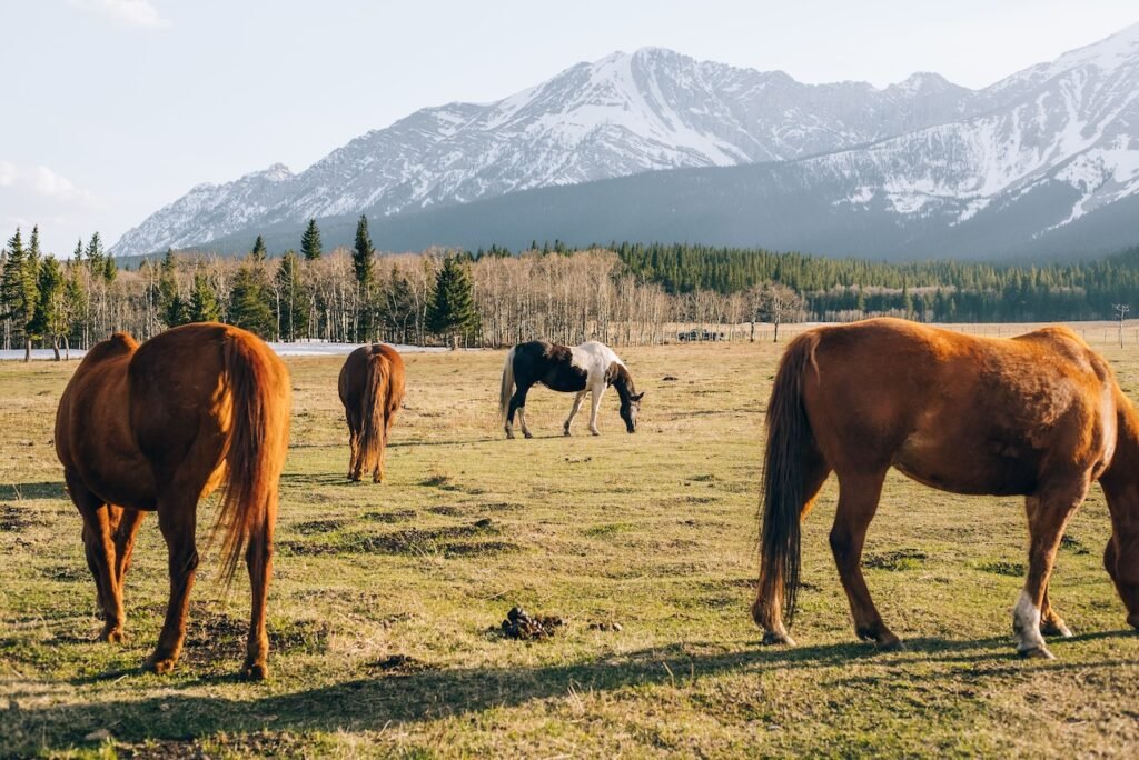 Horses ready at the corral with stunning mountain views at Warner Stables, home of Banff Trail Riders in Banff