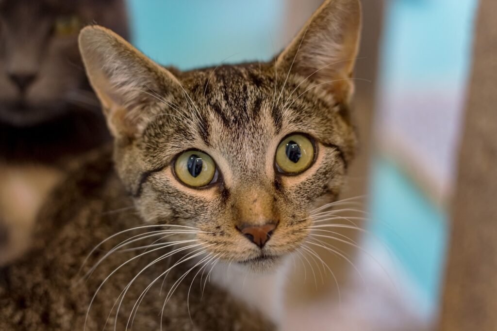 Person fostering kittens through AARCS Calgary foster program – requirements and experience 2026