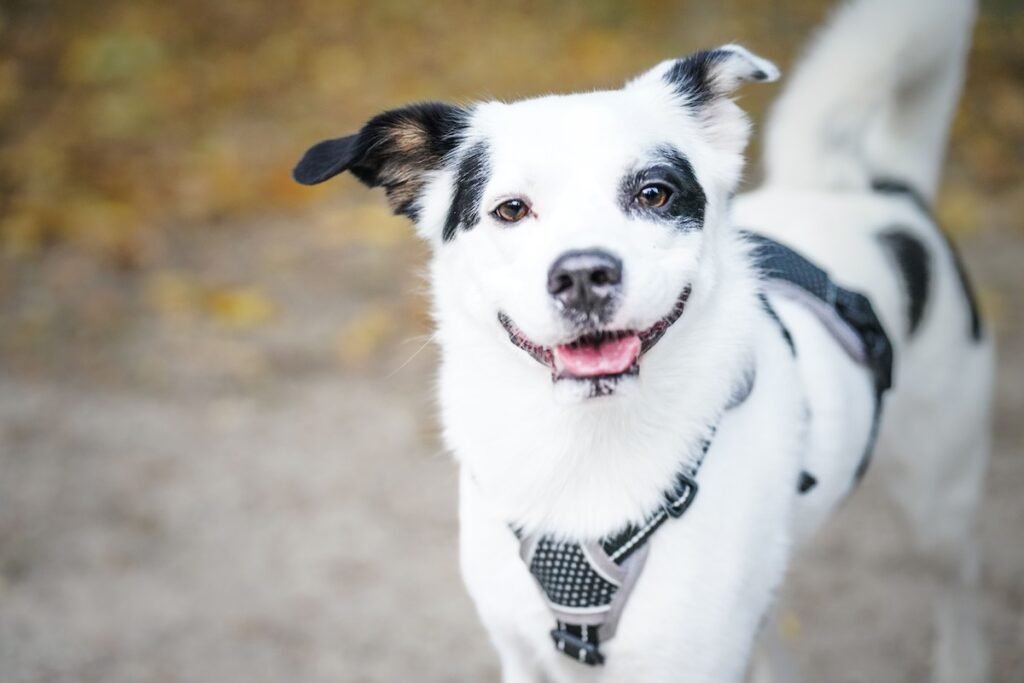 Happy dog adopted from AARCS Calgary sitting with new family – complete adoption process guide 2026