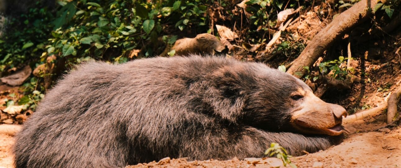 Best Spots to See Bears in Banff National Park