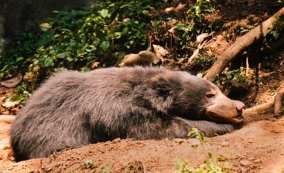 Best Spots to See Bears in Banff National Park