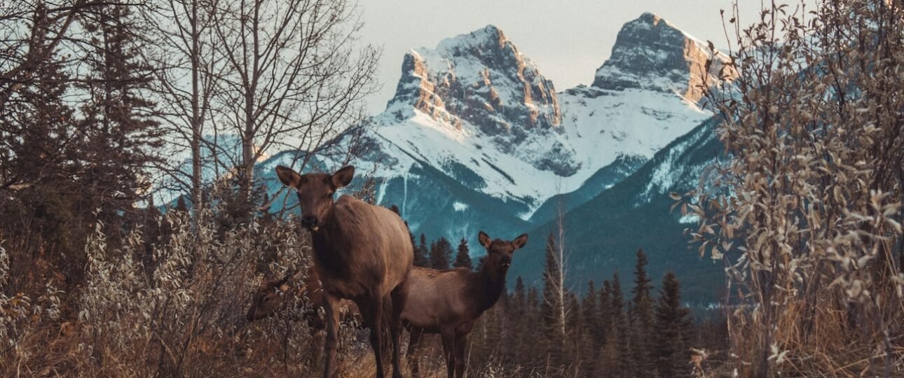 A grizzly bear foraging on a hillside in Banff National Park with the Canadian Rocky Mountains in the background, Alberta, Canada