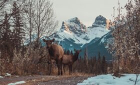A grizzly bear foraging on a hillside in Banff National Park with the Canadian Rocky Mountains in the background, Alberta, Canada