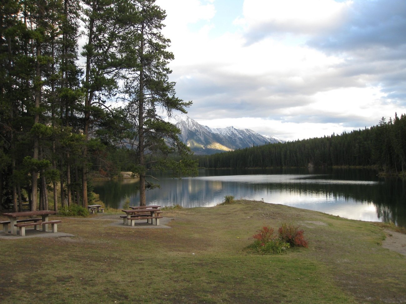 Open forest and fireweed at Valley of the Five Lakes Jasper after the 2024 wildfire