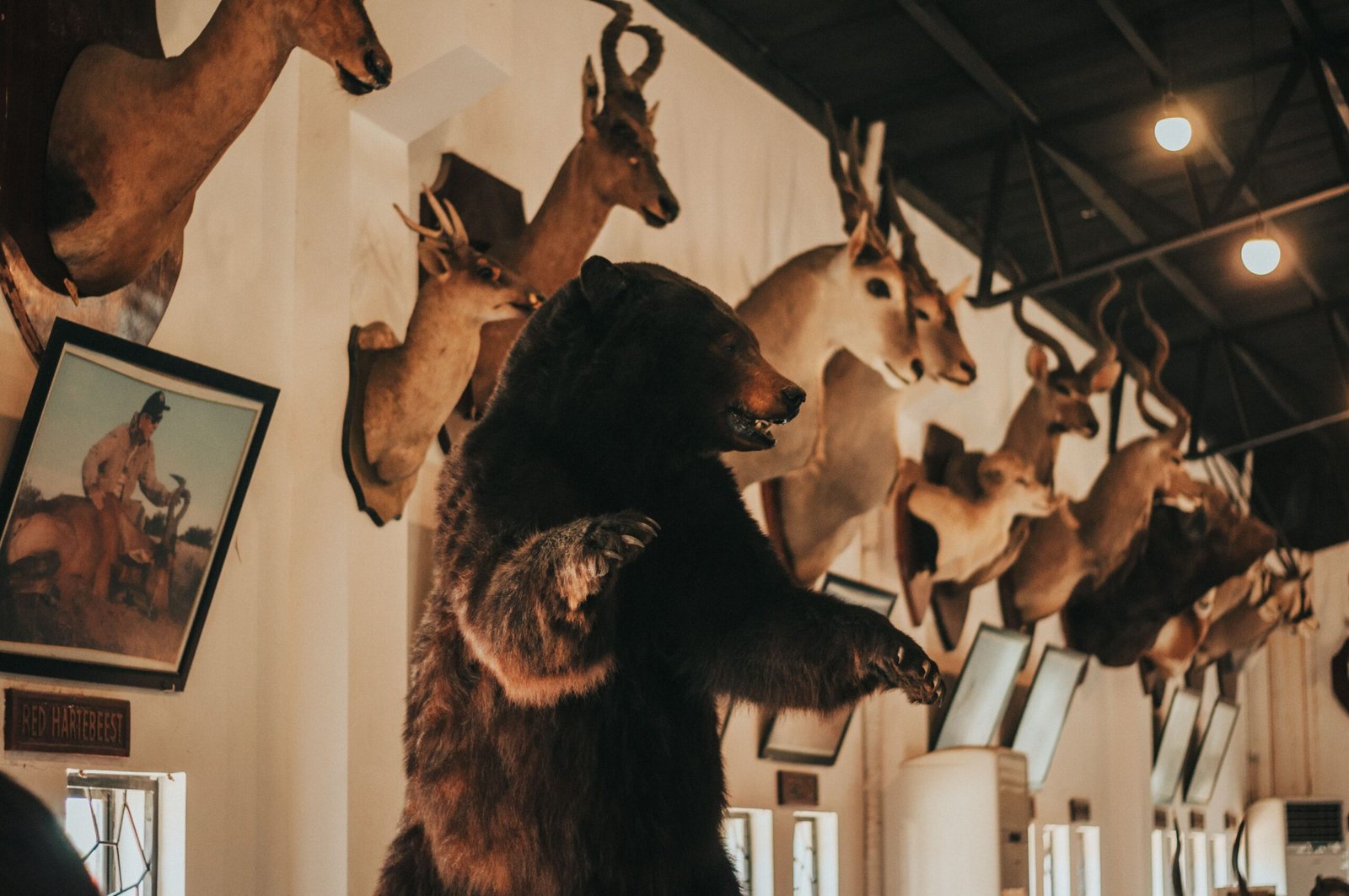 Taxidermy wildlife display at the Jasper Yellowhead Museum and Archives