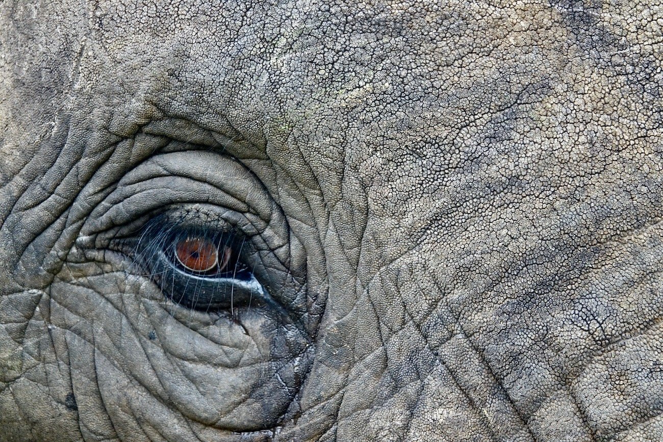 Lucy the Asian elephant in her outdoor enclosure at Edmonton Valley Zoo