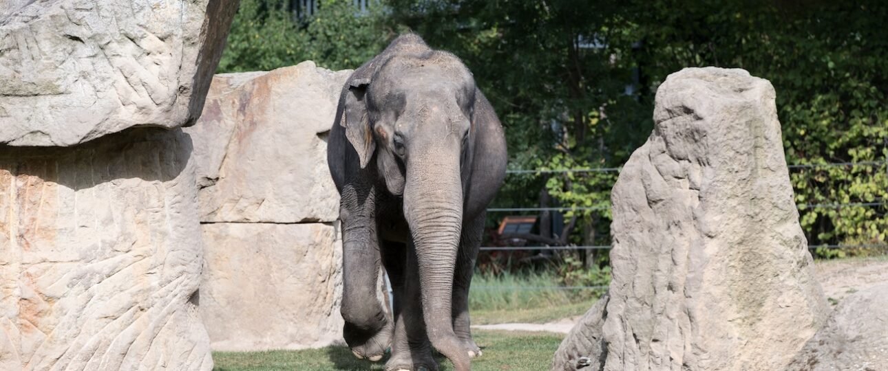 Lucy the elephant at Edmonton Valley Zoo in 2026