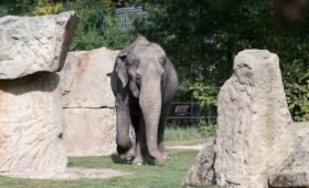 Lucy the elephant at Edmonton Valley Zoo in 2026