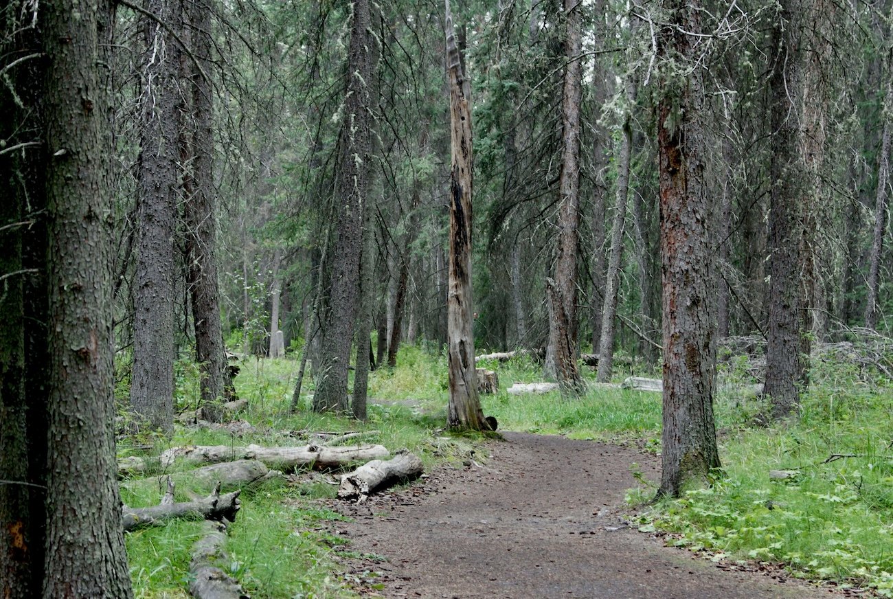 Forest trail on the Wabasso Lake hike in Jasper National Park
