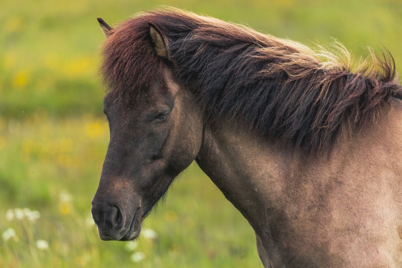 Wild stallion with long mane west of Sundre, Alberta