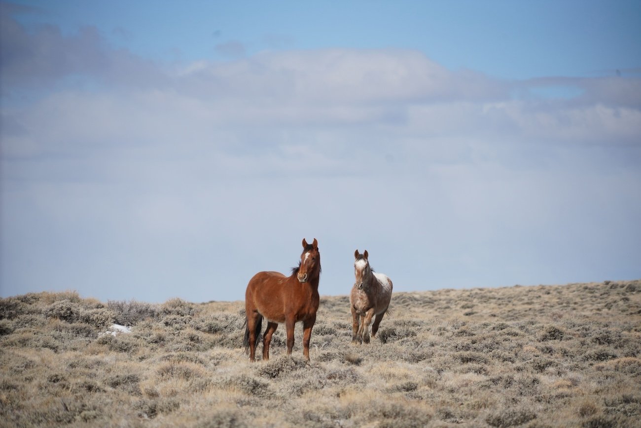 Family band of wild horses near Sundre, Alberta