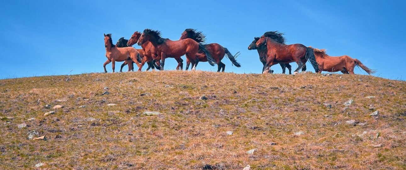 Wild horses grazing in the foothills west of Sundre, Alberta