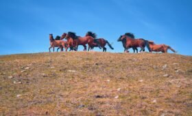 Wild horses grazing in the foothills west of Sundre, Alberta