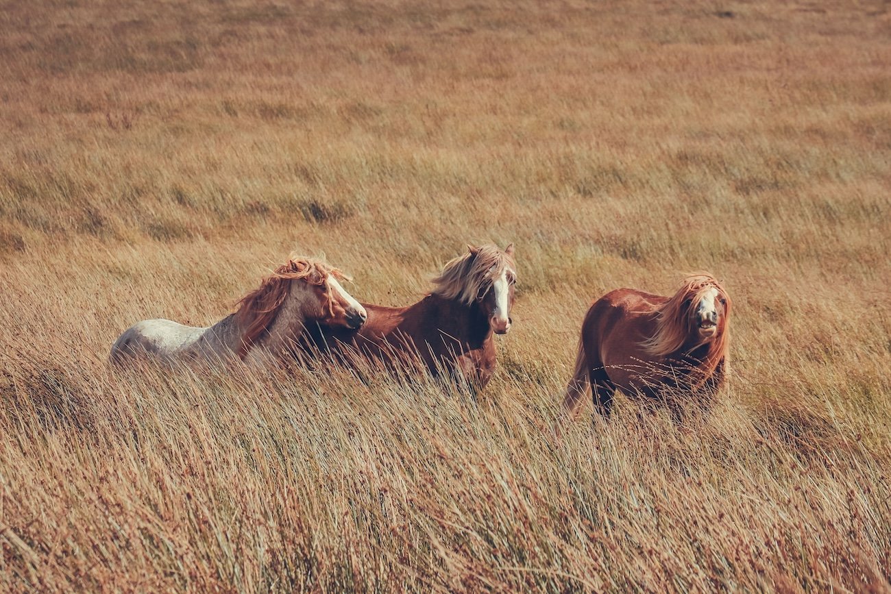 Free-roaming Wildies in the Red Deer River valley near Sundre